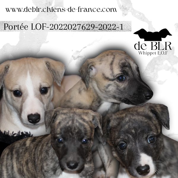 De Blr - Whippet - Portée née le 24/08/2022